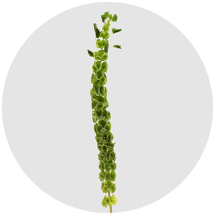 Молюцелла (Moluccella)