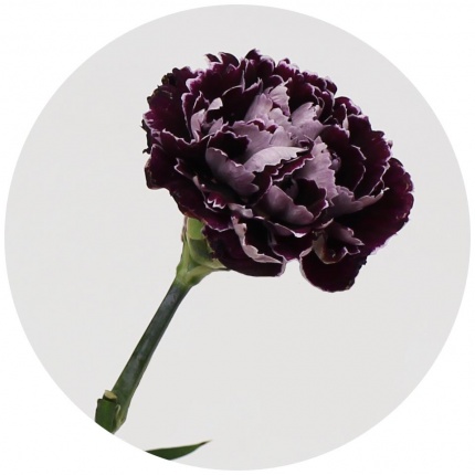 Гвоздика стандарт микс 9