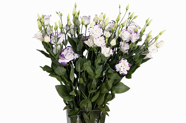 Лизиантус бело-синий махровый (white/blue dbl)