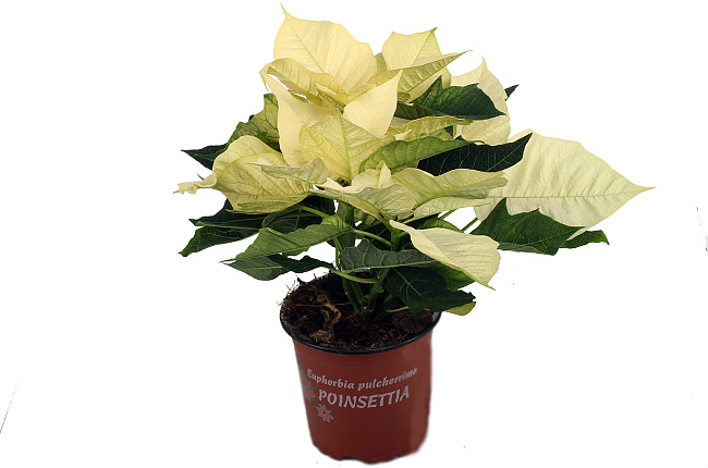 Пуансетия (Poinsettia)