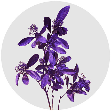 Скиммия крашеная фиолетовый металлик (Metal Purple)