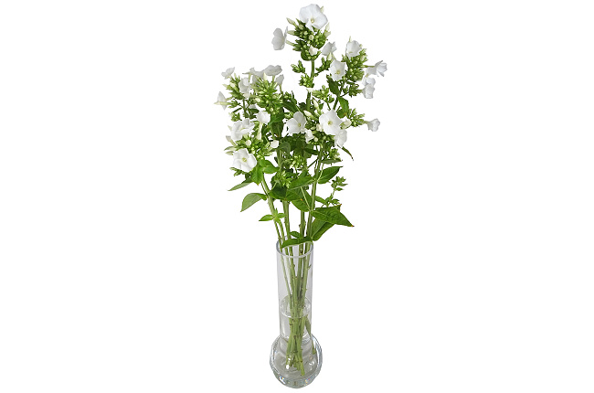 Флокс белый