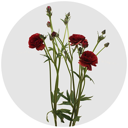 Ранункулус Баттерфляй красный (Butterfly Red)