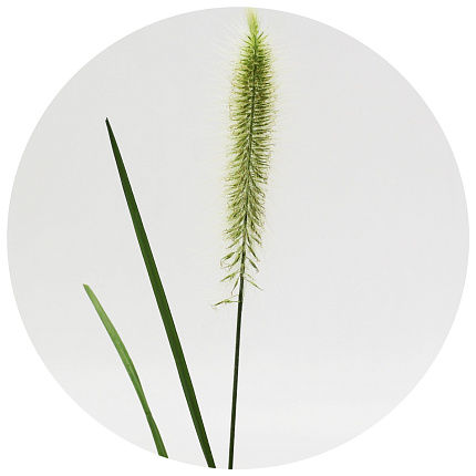 Пеннисетум зелёный (Pennisetum green)