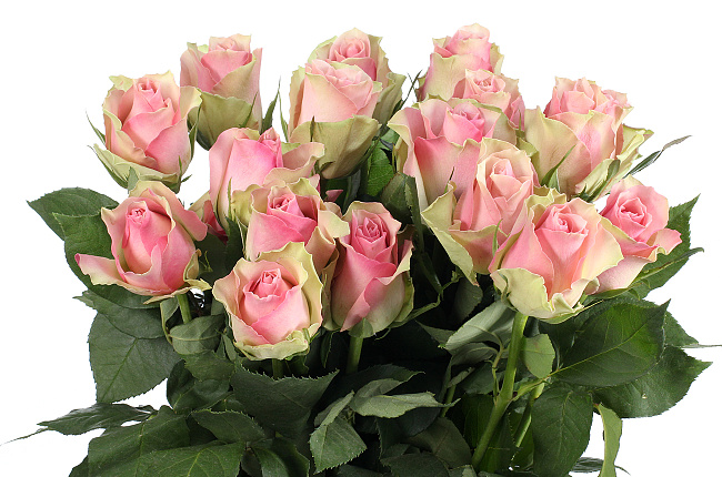 Роза Белла Роса (Bella Rosa)