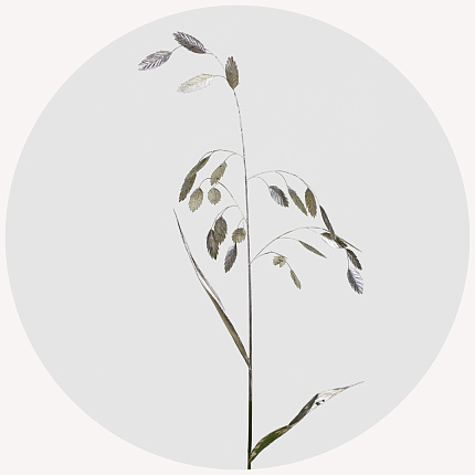 Хасмантиум крашеный платиновый (Platinum)
