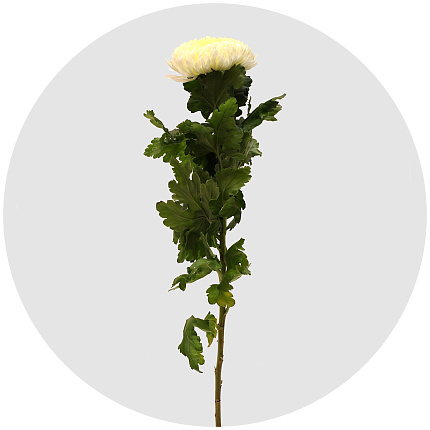 Хризантема одноголовая Сфера белая (Sfera White)