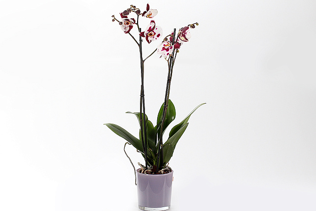 Орхидея Фаленопсис (Phalaenopsis) микс 9