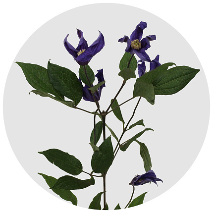 Клематис Блю пируэт (Clematis Blue Pirouette)