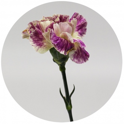 Гвоздика стандарт микс 10