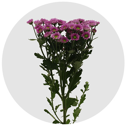 Хризантема кустовая Сантини Мадиба розовая (Santini Madiba pink)
