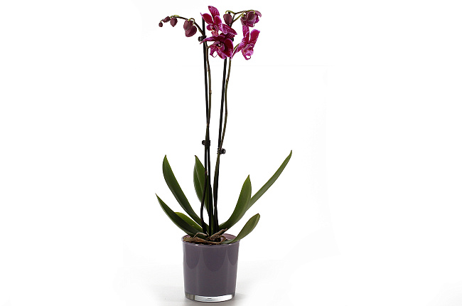 Орхидея Фаленопсис (Phalaenopsis) микс 9