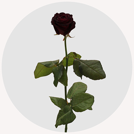 Роза Блэк Баккара (Black Baccara)