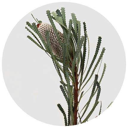 Банксия Хукериана (Banksia Hookeriana)