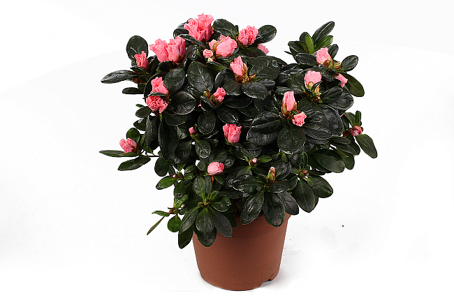 Азалия (Azalea)