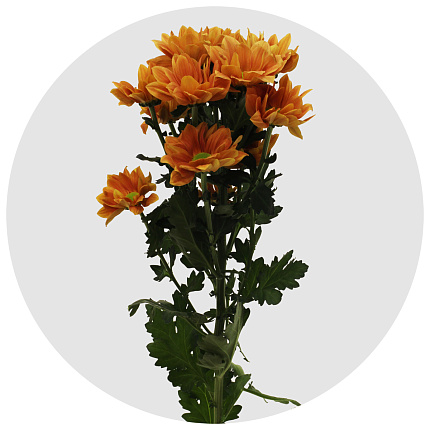 Хризантема кустовая Гранд Оранж (Grand Orange)