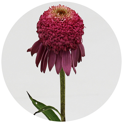 Эхинацея Катарина (Echinacea Catharina)