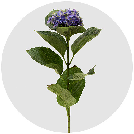 Гортензия Аметист лиловая (Amethyst lilac)