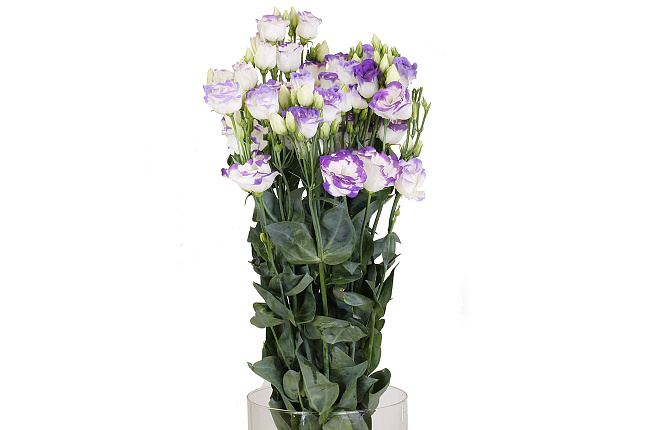 Лизиантус бело-синий махровый (white/blue dbl)