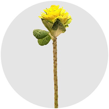 Брассика крашеная Сплэш жёлтая (Splash Yellow)