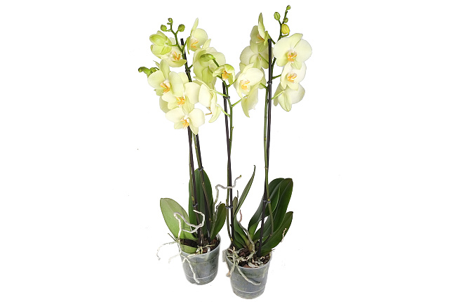 Орхидея Фаленопсис (Phalaenopsis) микс 9