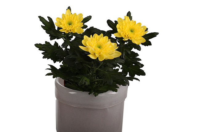 Хризантема (Chrysanthemum)
