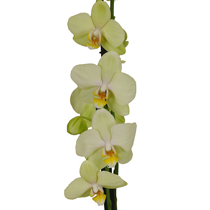 Орхидея Фаленопсис (Phalaenopsis) микс 6
