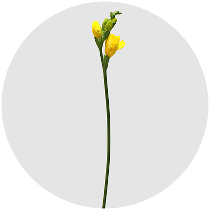 Фрезия Дю солей (Du Soleil)