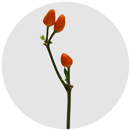 Капсикум Оранж Кэнди (Capsicum Orange Candy)