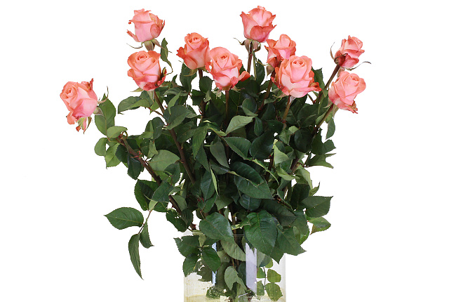 Роза Джардина (Rose Giardina)