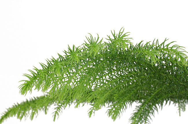 Араукария (Araucaria)