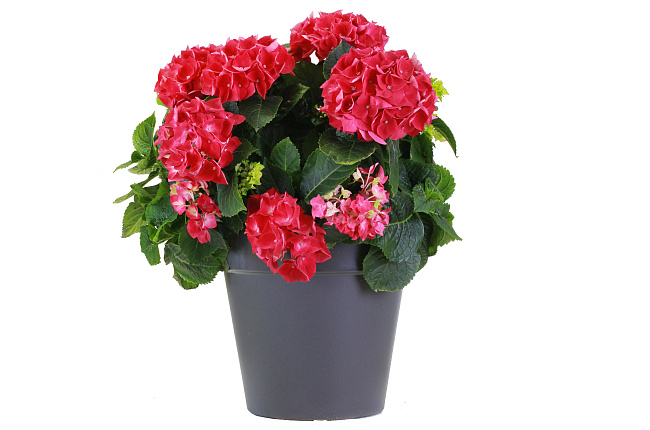 Гортензия (Hydrangea)