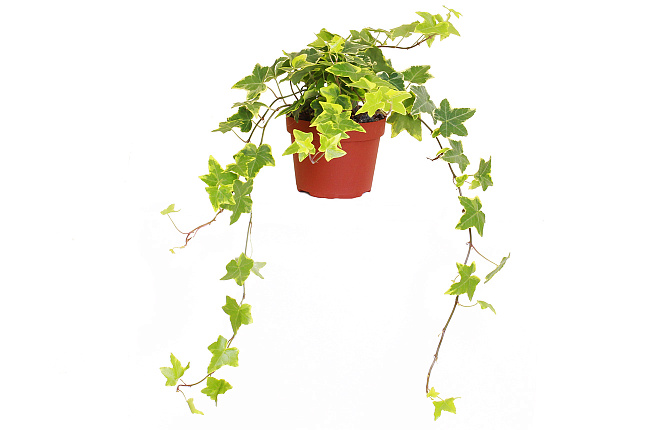 Плющ (Hedera )