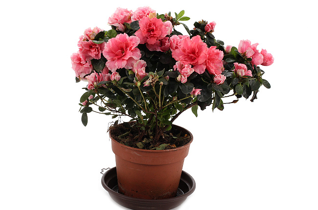 Азалия (Azalea)