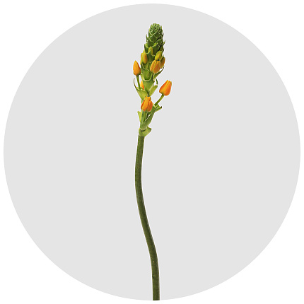 Орнитогалум Дик оранжевый (Dik orange)