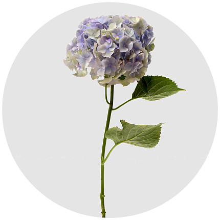 Гортензия Марцепан милка (Marsepein Milka)