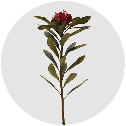 Протея Варата (Waratah)