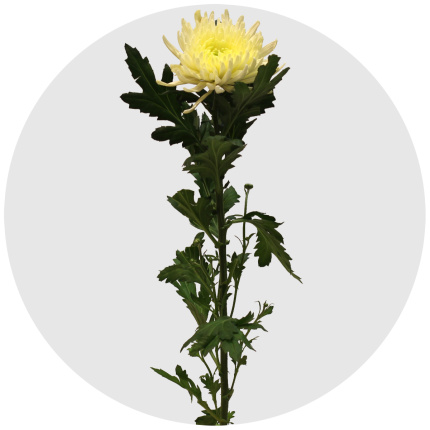 Хризантема одноголовая Топспин (Topspin)