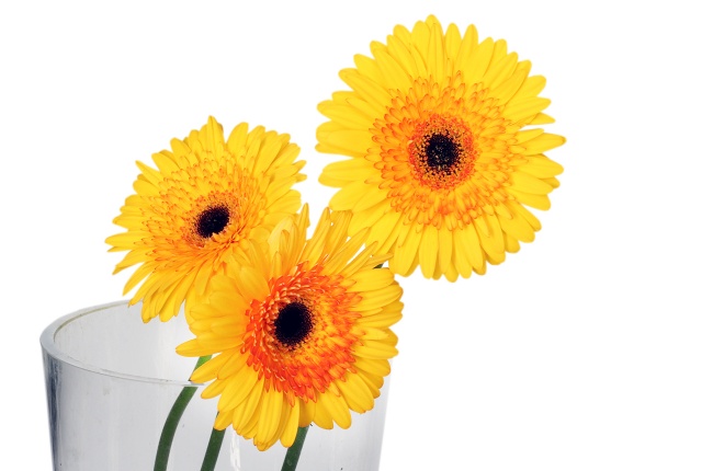 Гербера Кабана (Cabana)