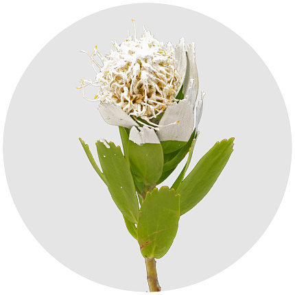 Протея Нутан крашеная белая (Nutan painted white)