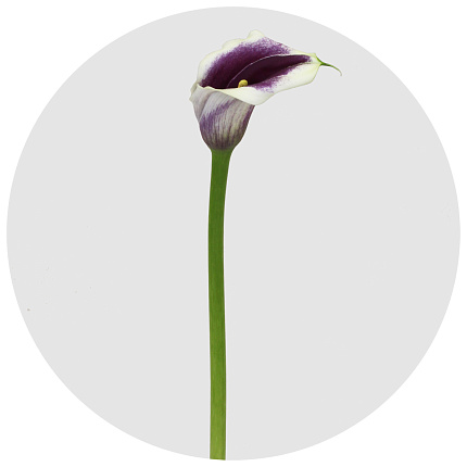 Калла Пикассо (Calla Picasso)