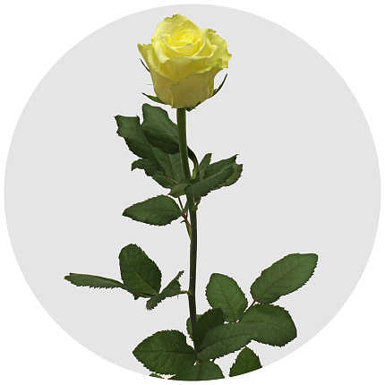 Роза Блонд бьюти (Blond Beauty)