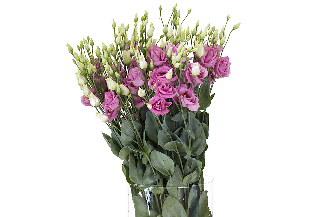 Лизиантус Розита розовый (Rosita pink)