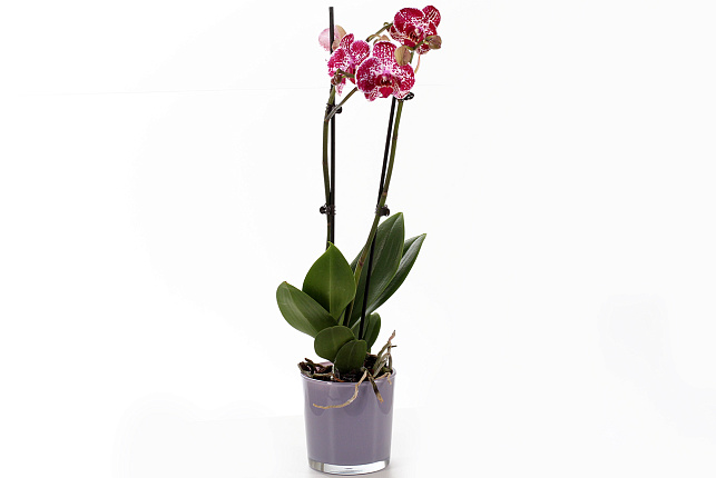 Орхидея Фаленопсис (Phalaenopsis) микс 9