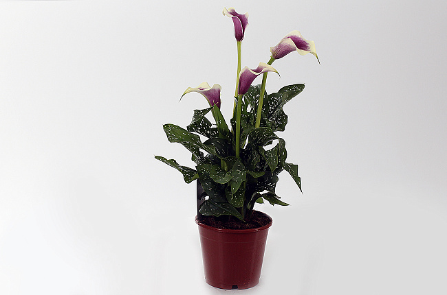 Калла (Calla)