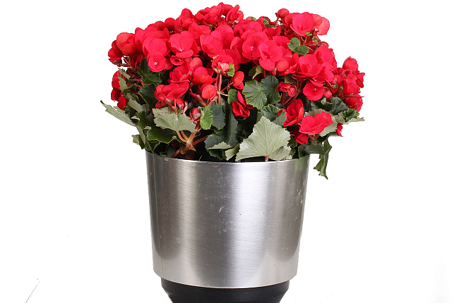 Бегония (Begonia)