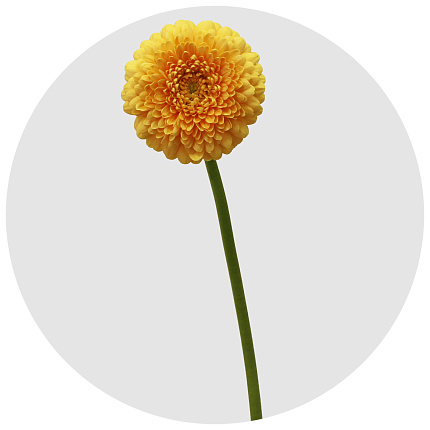 Гербера мини Пичи (Peachy)
