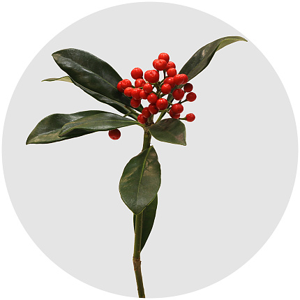 Скиммия с красными ягодами (Skimmia Berry Red)