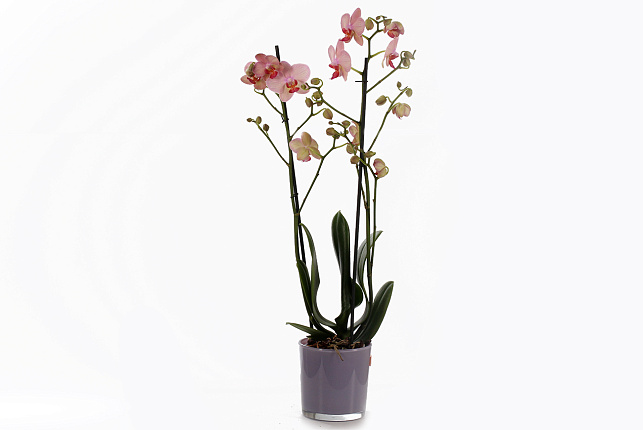 Орхидея Фаленопсис (Phalaenopsis) микс 9