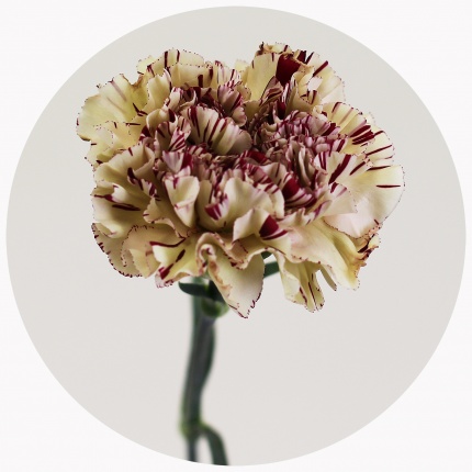 Гвоздика стандарт микс 2